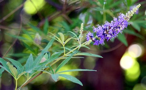 Vitex Agnus Castus si cresterea fertilitatii